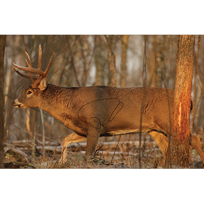 Birchwood Casey EZE-Scorer 23"x35" Whitetail Deer Paper Target x 2