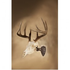 Skull Hooker Little Hooker for Medium Game in Brown